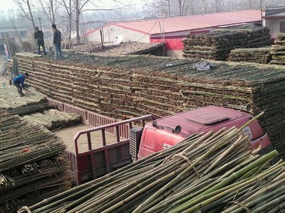 專業供應菜架竹，助力高效農業生產——文安縣永興竹品銷售處